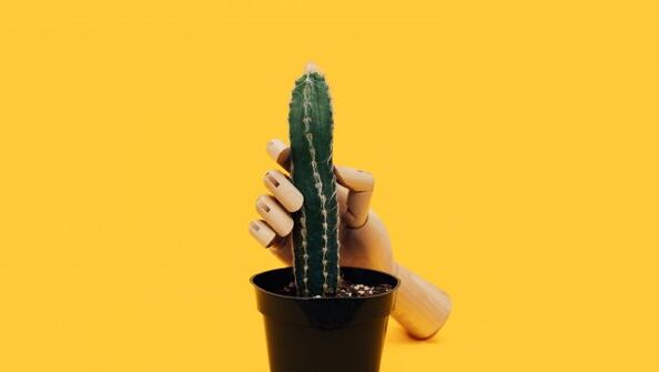 Penisdicke am Beispiel eines Kaktus. 